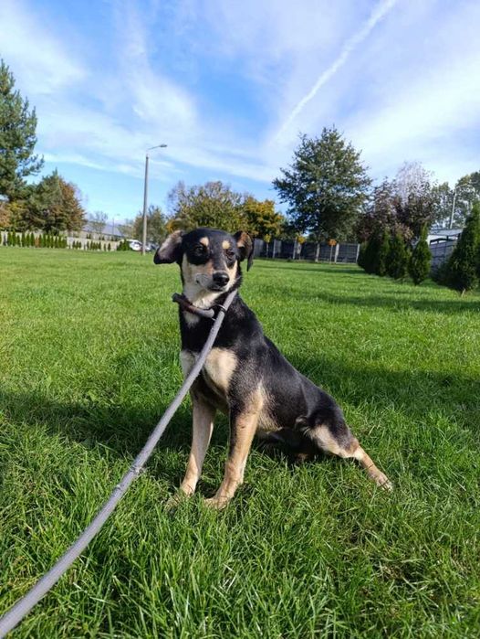 098628 NADZIEJA do adopcji