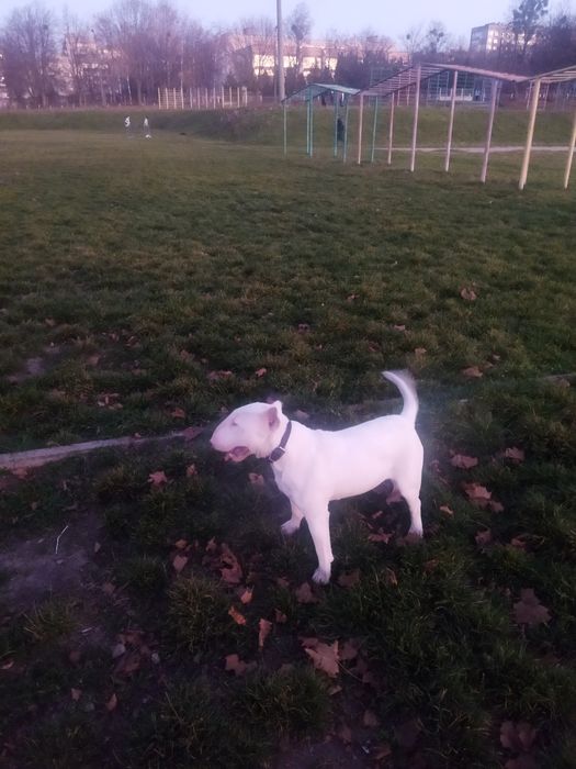 В'язка. Бультерєра