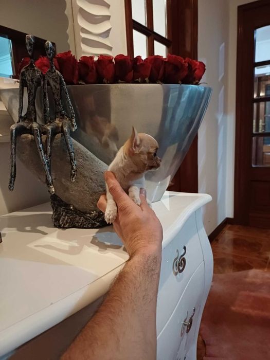 Chihuahua Suiperminiatura MACHINHO BRANCO E IZABELLA com LOP E AFIXO