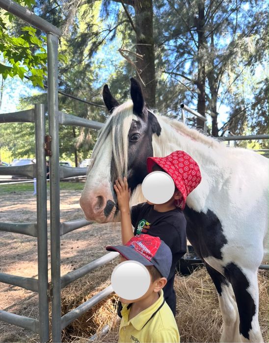 Égua gypsy vanner para venda