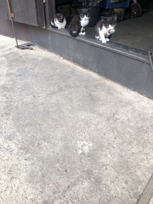 Кошенята в добрі руки