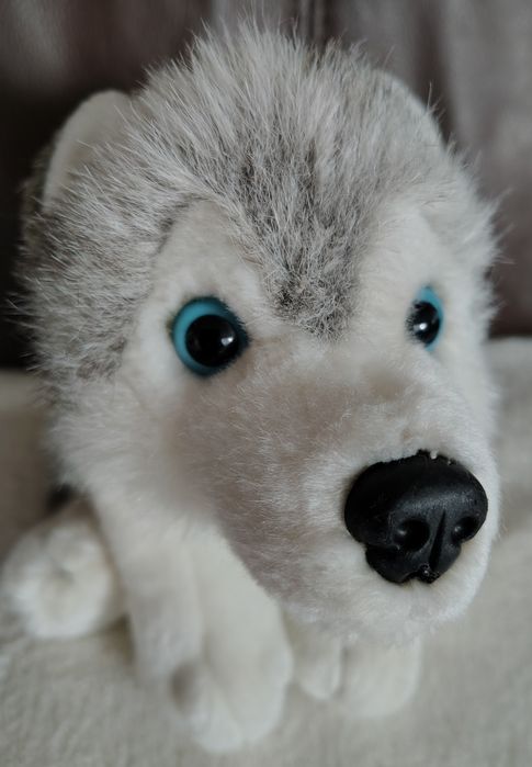 Pluszak pies husky Blizzard Kell Toys