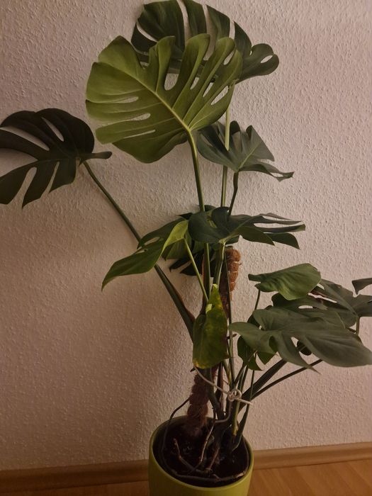 Kwiat doniczkowy monstera