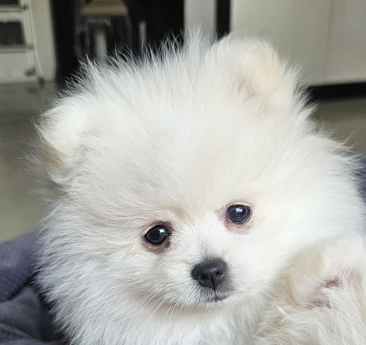 Szpic miniaturowy pomeranian  białe