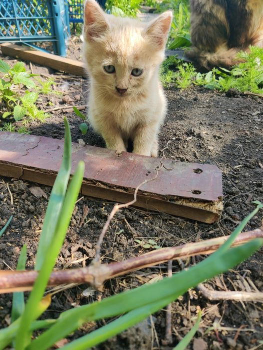 Отдам котят в добрые руки