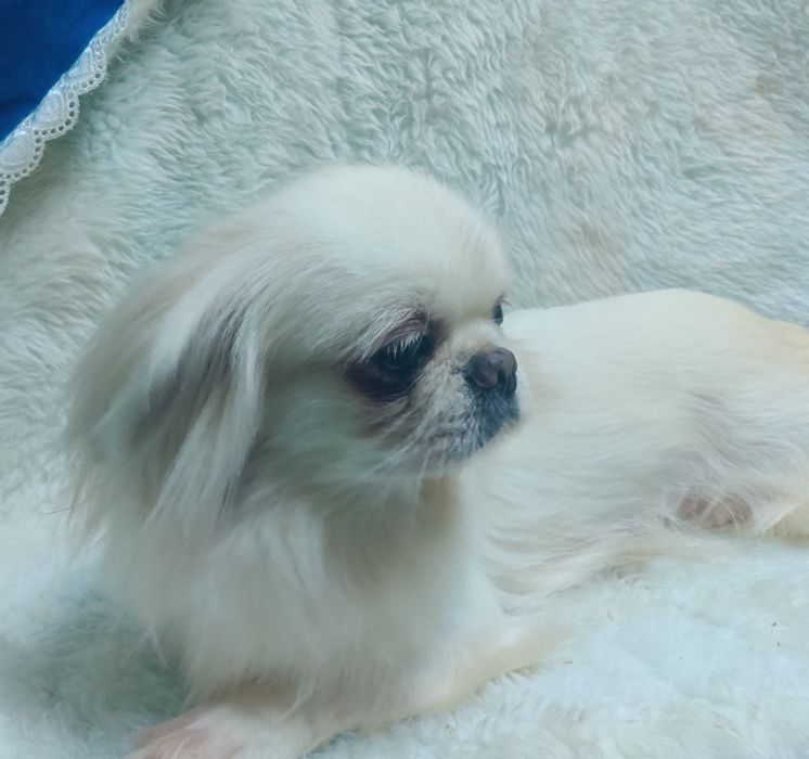 ‼️Взрослая девочка пекинес