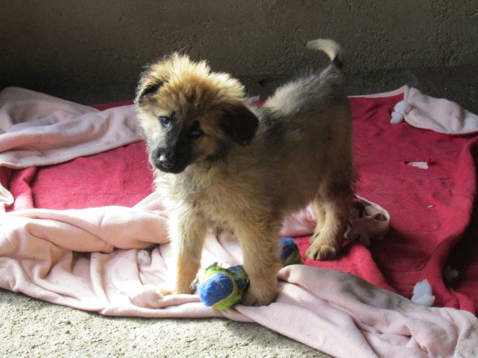 Cão Serra da Estrela com Pedigree/Afixo
