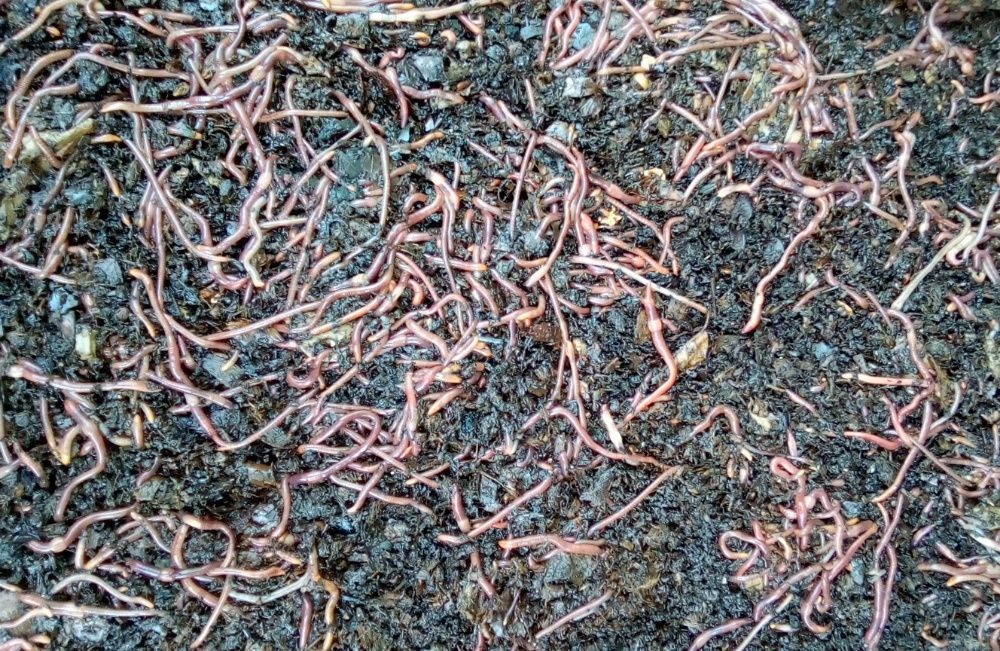 Kit + de 500 Minhocas Californianas (Eisenia foetida) + ovos