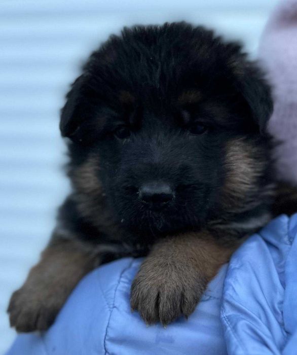 Owczarek Niemiecki Krótkowłosy Szczeniak FCI WYJĄTKOWY PRAWDZIWY RODOW