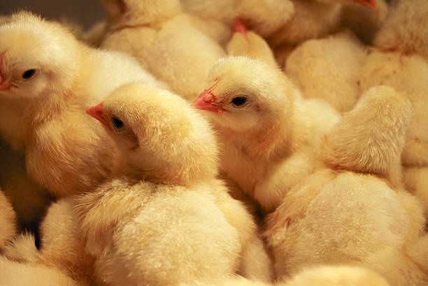 Цыплята Циплята Курчата ДОБОВІ Несушка Крос Браун Сенді Півники Півні