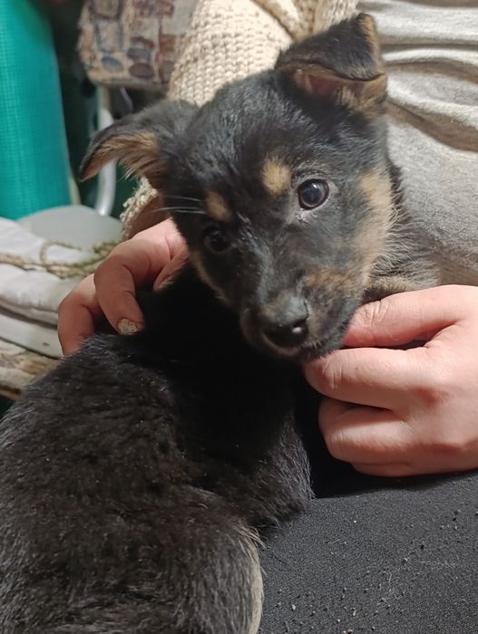 Отдам щенков в хорошие руки (бесплатно)