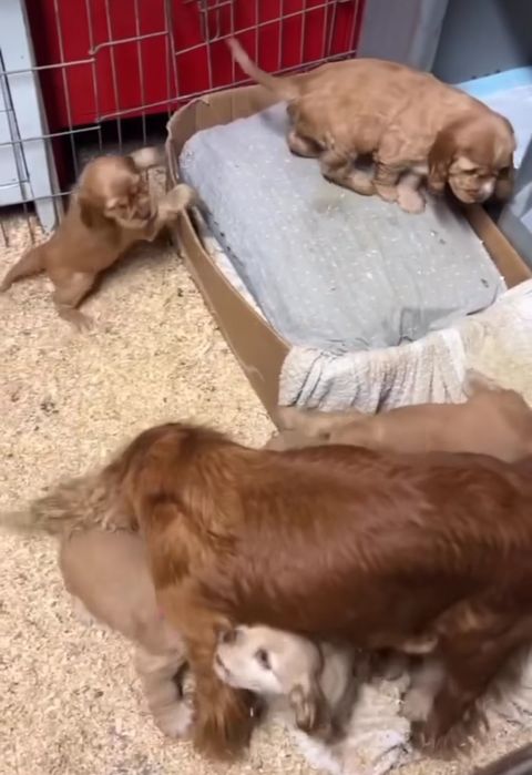 Цуценята кокер спаніелів