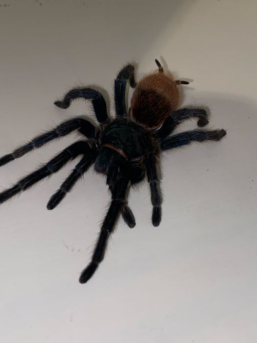 Ptasznik. Sprzedam piękną samicę Chromatopelma cyaneopubescens (GBB)