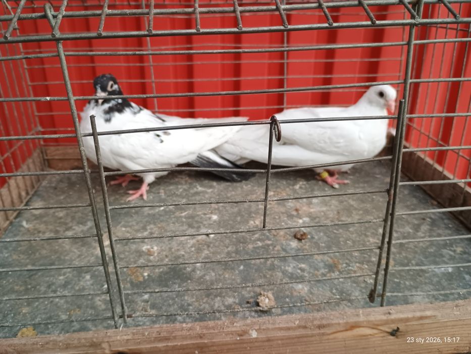 Gołębie ozdobne zamojskie