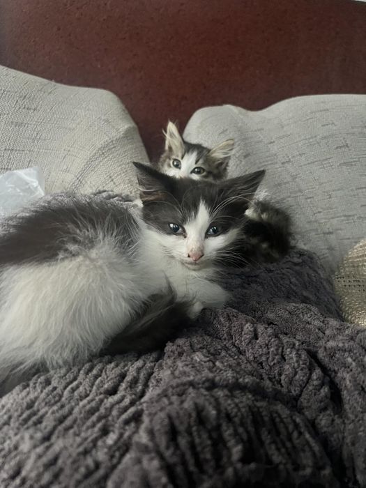 Котик в добрі руки