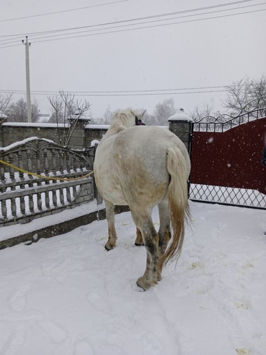 Продам хорошого робочого коня