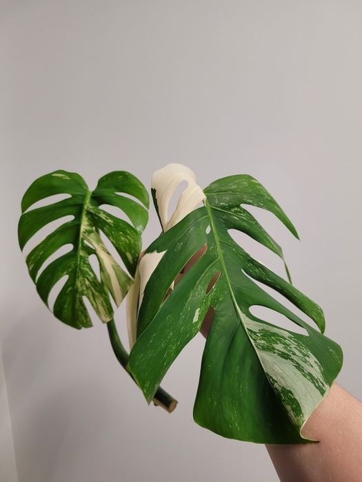 Mostera variegata