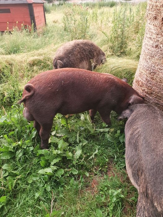 Kiełbasa swojska wędzona Mangalica Duroc