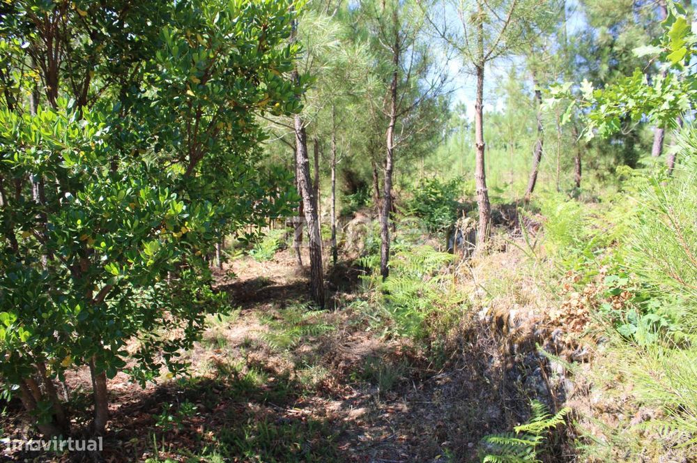 Terreno rural, agrícola, vinha, pinheiros mansos e olival