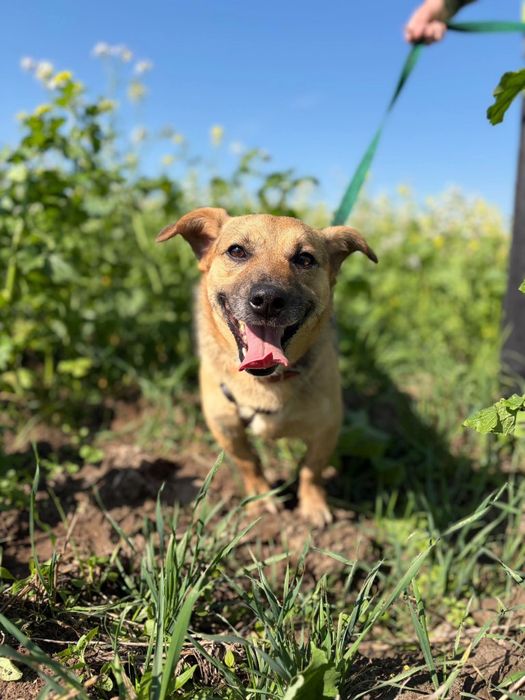Cudowny pelen milosci samoec Kisiel do adopcji!