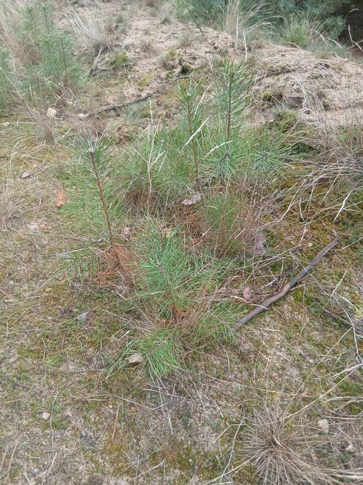 Sadzonki sosny brzozy Akacji