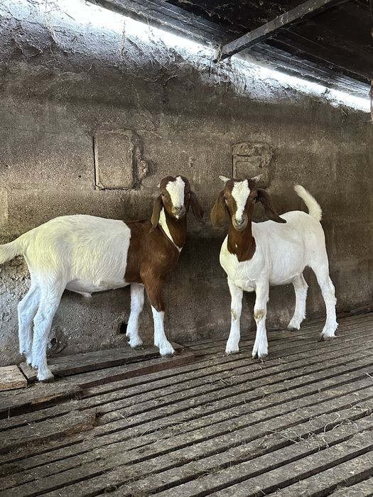 Cabras boer casal