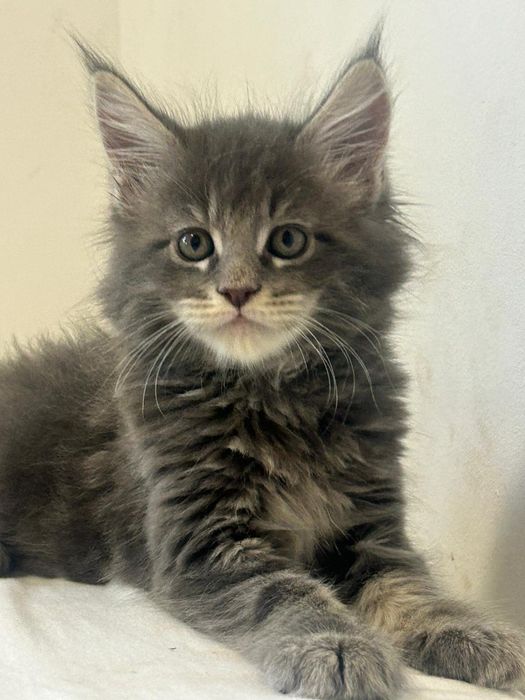 Gatinho  Maine Coon