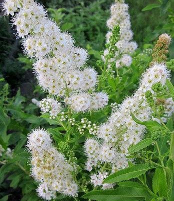 Дейция, Будлея, Форзиція, Вейгела, Спірея, Гортензія Анабель, Берескле