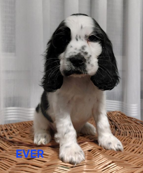 Cocker Spaniel Angielski  piesek