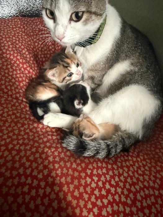 Коти Ізюм віддам в добрі руки