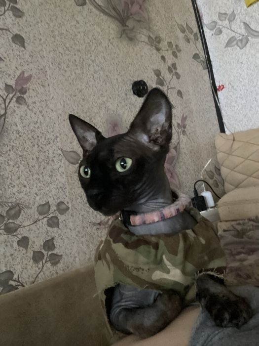 Продам  кота сфинкса