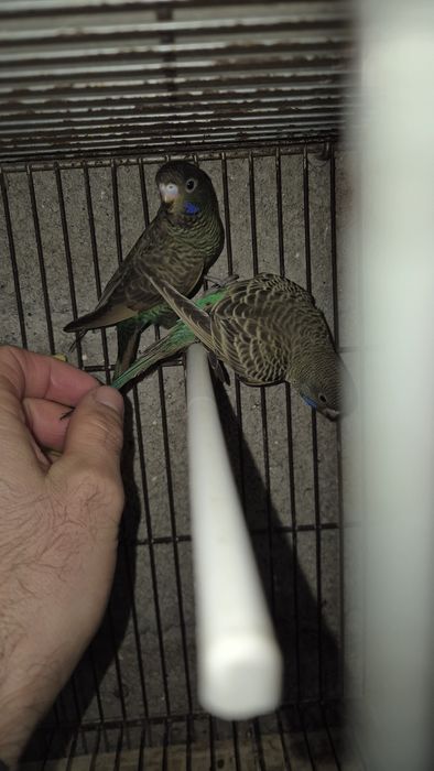 Periquito Blackface asa negra