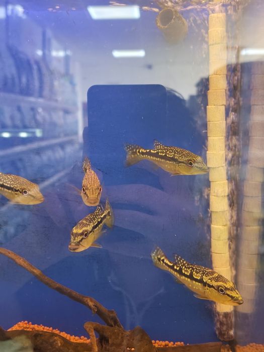 Tucunaré AZUL (Cichla Piquiti)