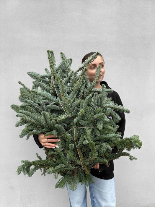 Банчі нобіліс 5 кг — ялинка для декору!