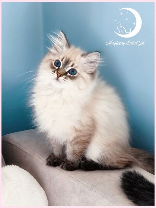 Kotka jest zarezerwowana - Wyjątkowo śliczna koteczka Neva Masquerade