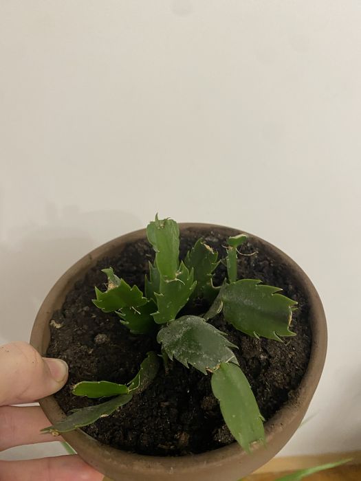 Продам вазон різдвяник / шлюмбергера