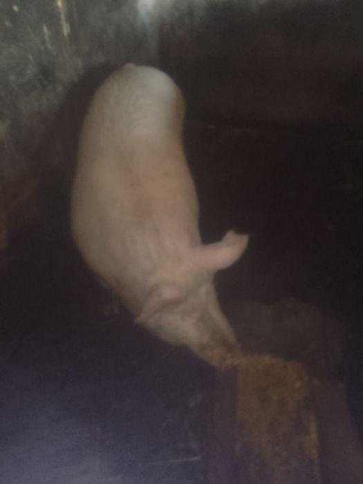 Продам свиню 120+