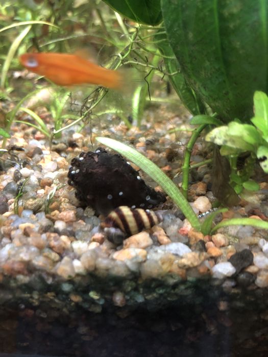 Акваріумні рослини