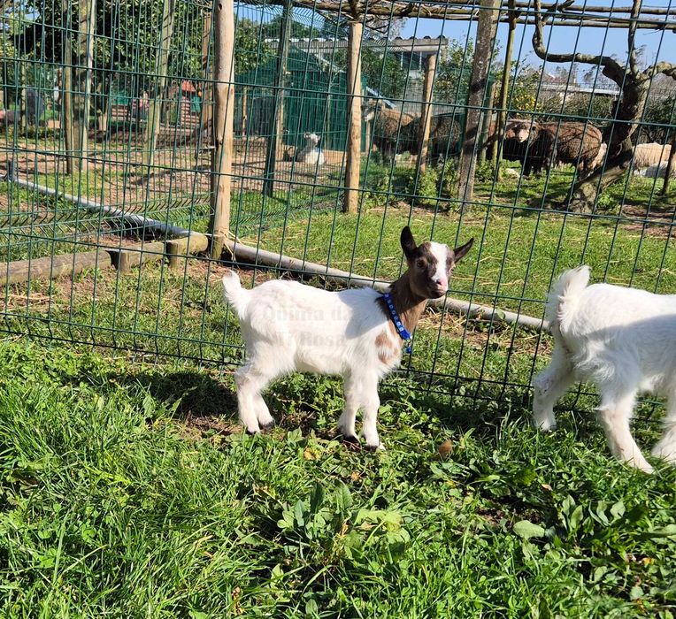 Cabras Micro Anãs Únicas