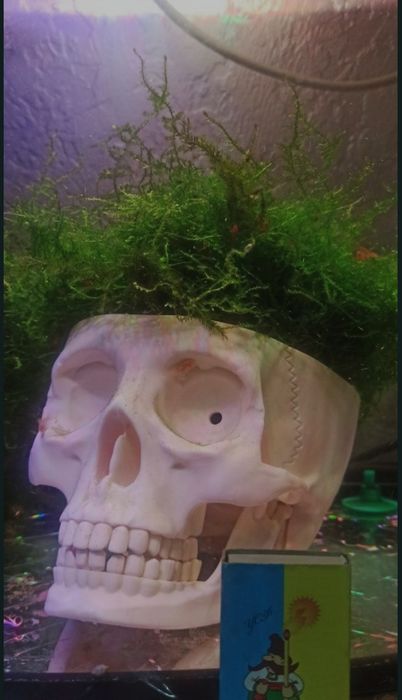 Декор в акваріум.