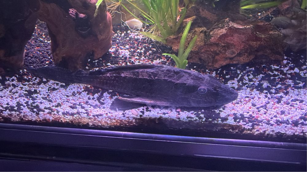 Pleco preto 23cm