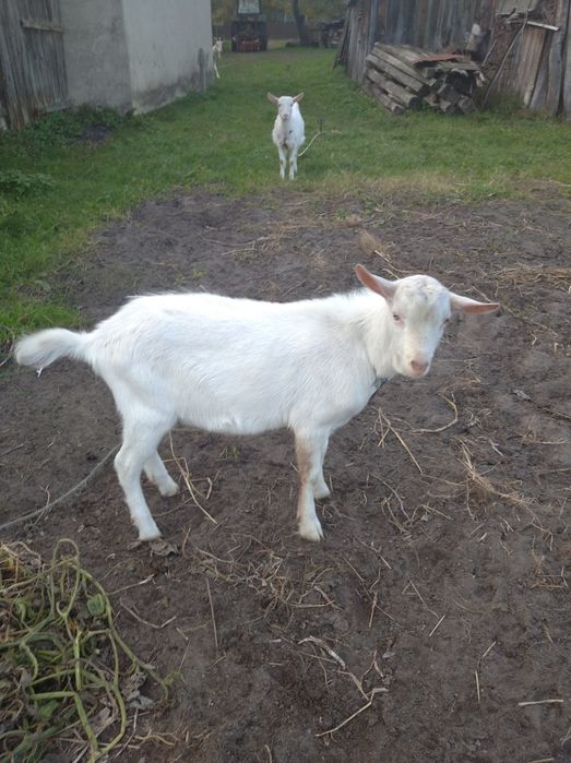 Продам молодого породистого козлика