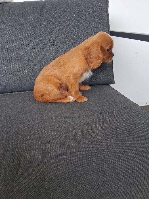 Cavalier King Charles Spaniel - pies ! OSTATNI