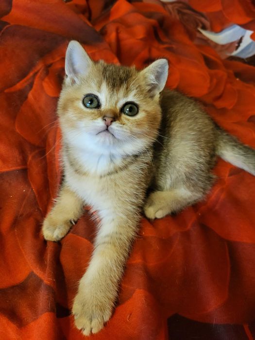 Гарна дівчинка золота шиншилла.