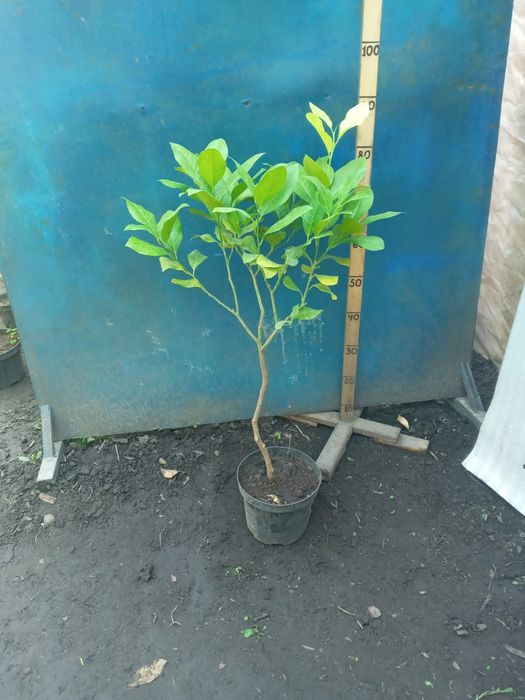 Лимон штамб Павловский