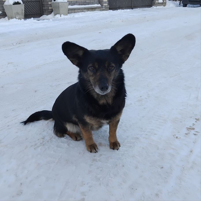 Їм дуже потрібен дім!