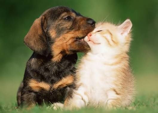 Передержка, Выгул собак, перетримка, перевозка в другую страну