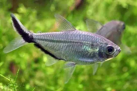 Ryby akwariowe Tetra Costae. Cetarius