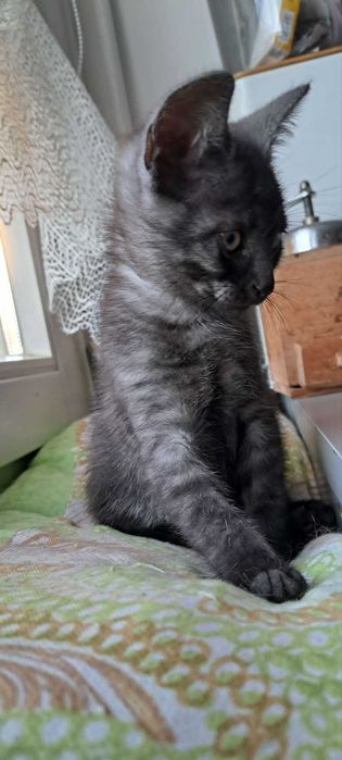 Adoptuj miłość! 10-tygodniowy maluszek Teo szuka domu!