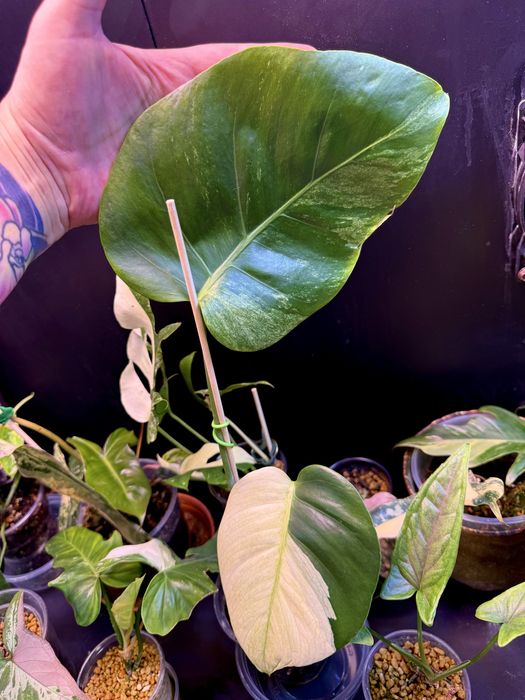 Monstera NOID  Monstera Mint  kolekcjonerska